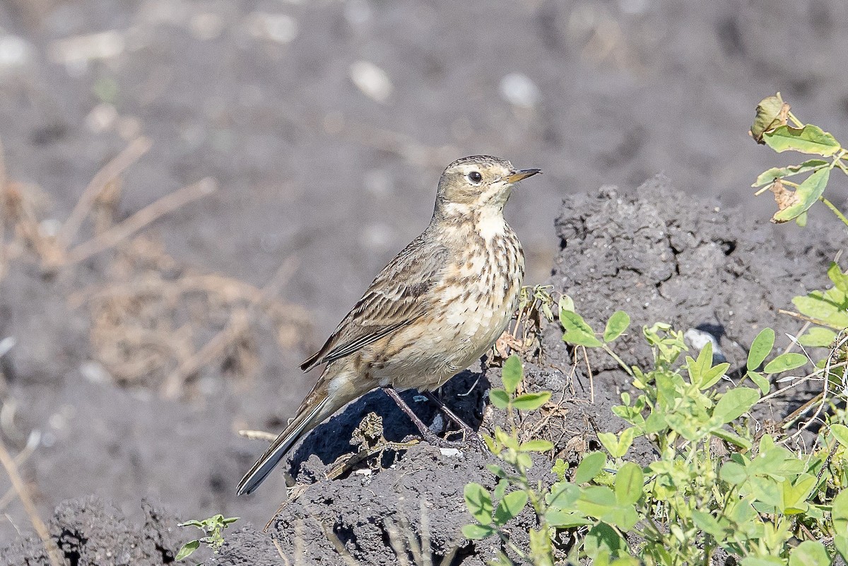 American Pipit - Paul Budde