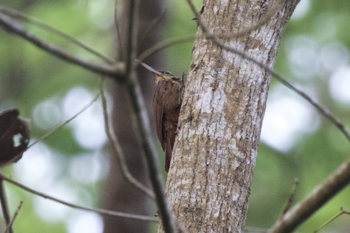 Cocoa Woodcreeper - ML617041327