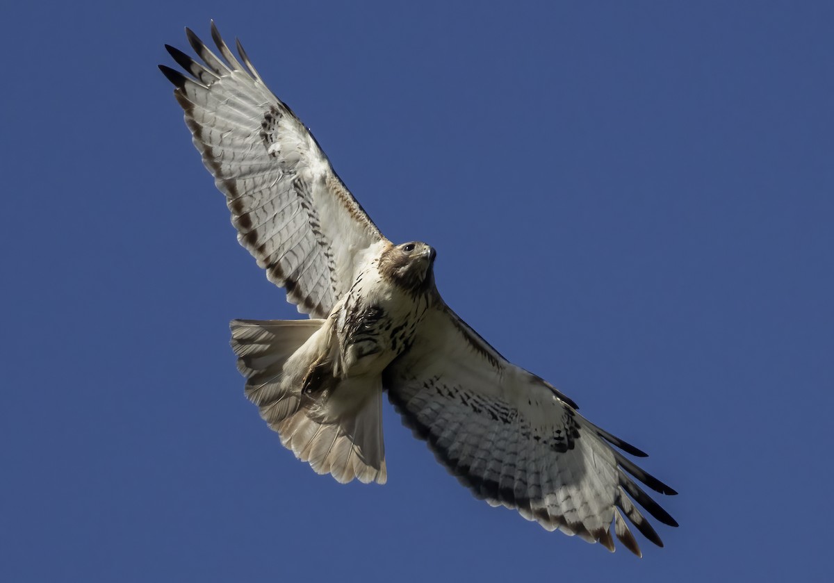 Red-tailed Hawk - ML617041355