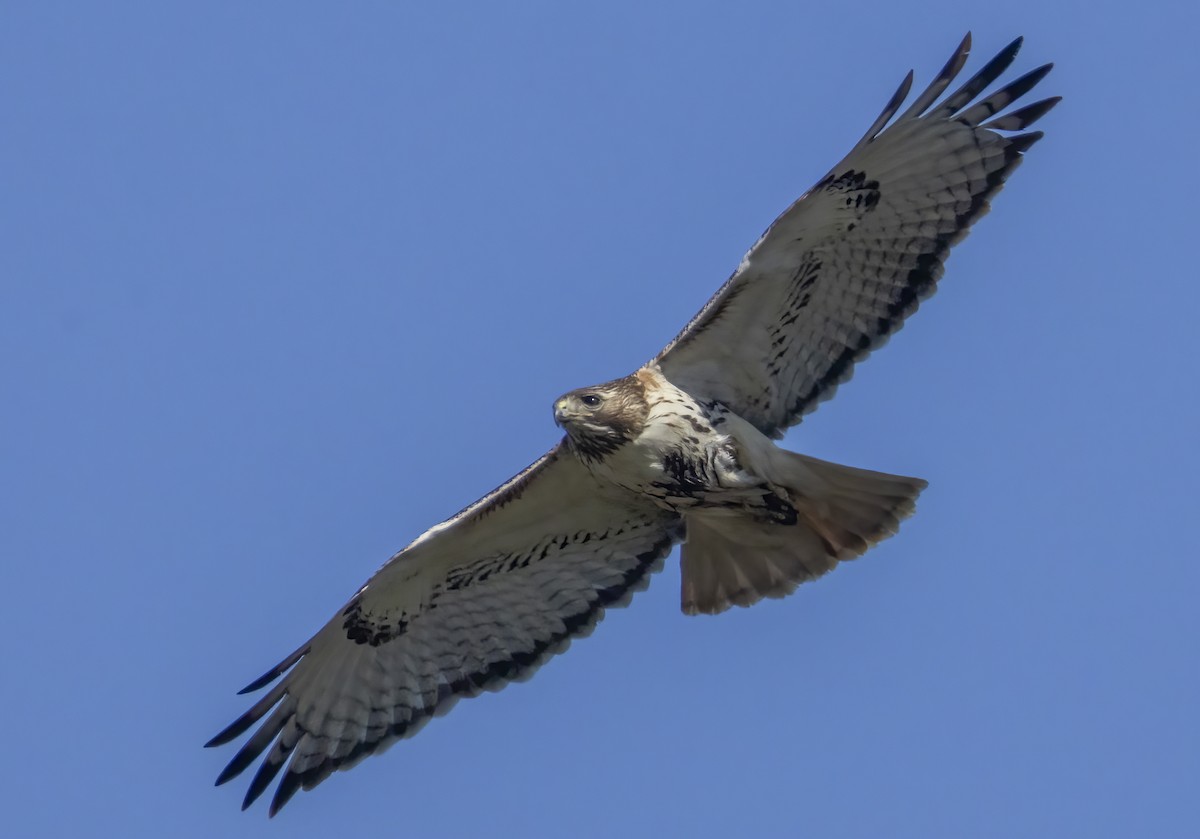 Red-tailed Hawk - ML617041356