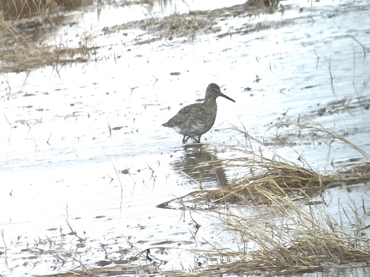 Willet - ML617041386