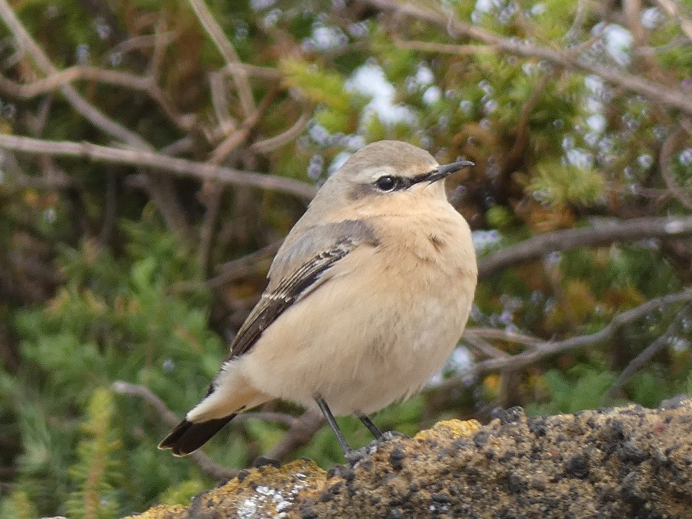 Northern Wheatear - ML617041394