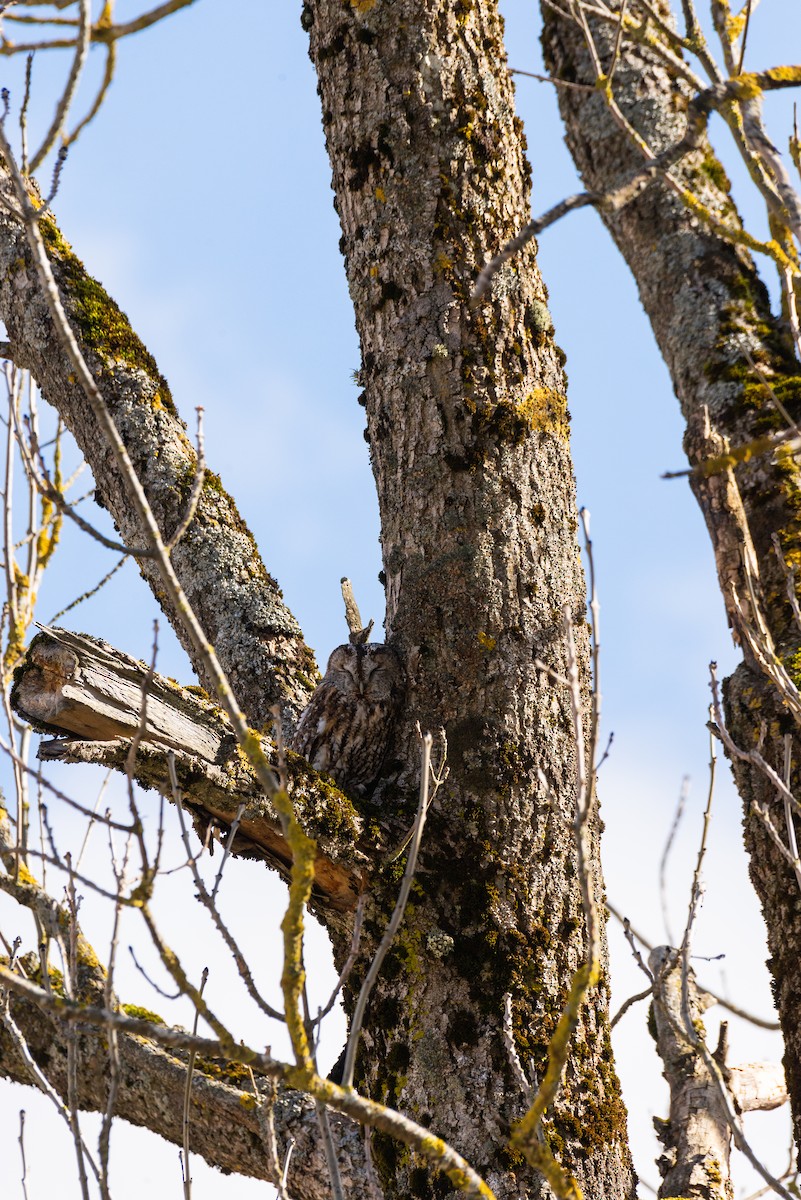 Tawny Owl - ML617041412
