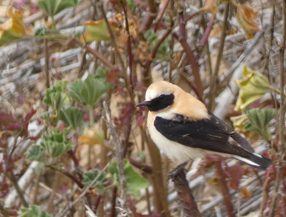 Western Black-eared Wheatear - ML617041414