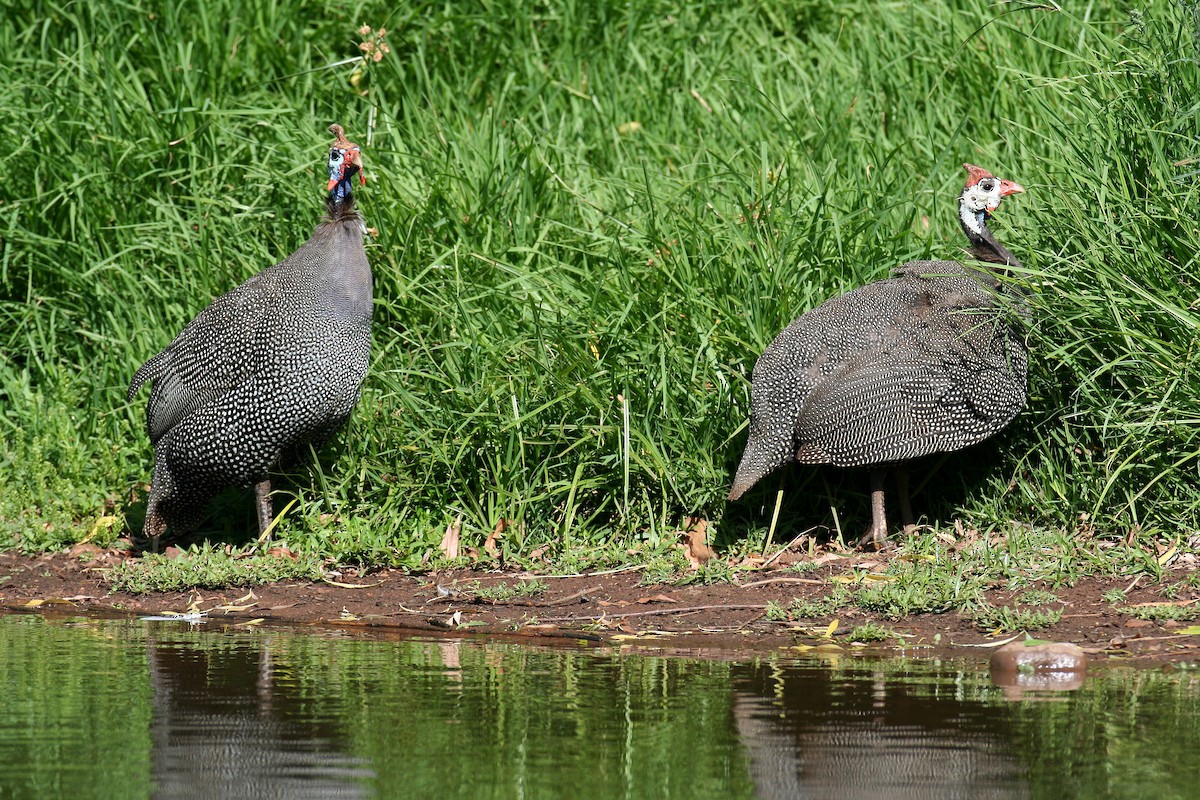 Helmeted Guineafowl - ML617041421