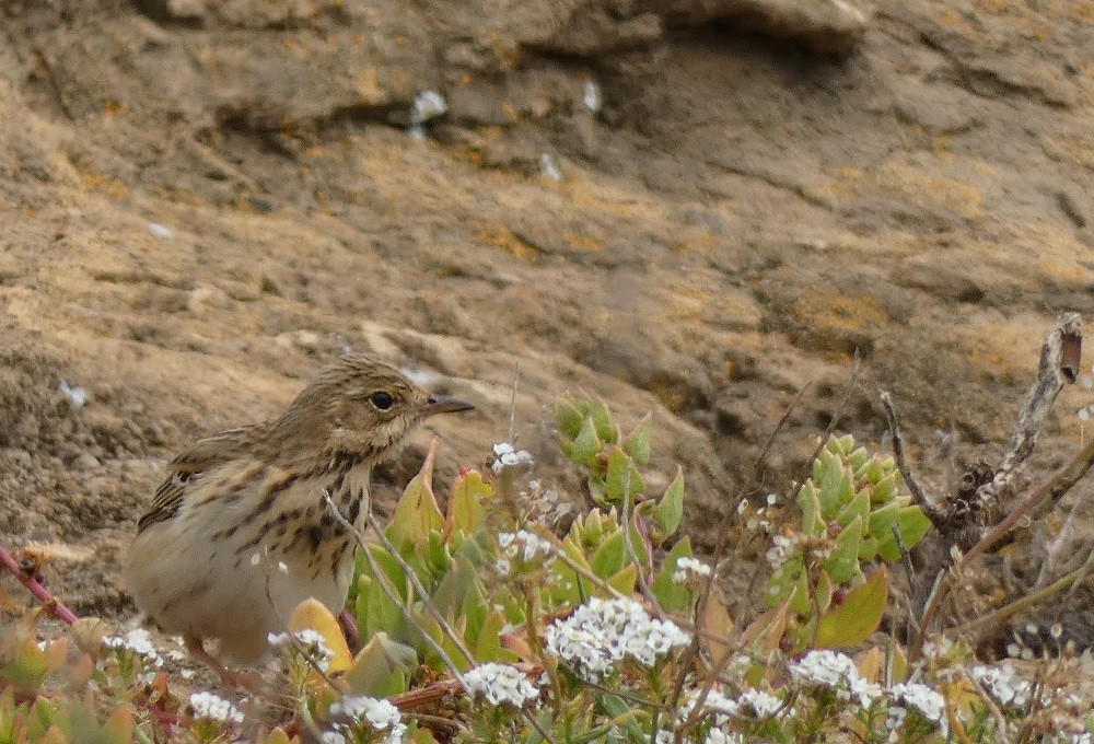 Tree Pipit - ML617041425