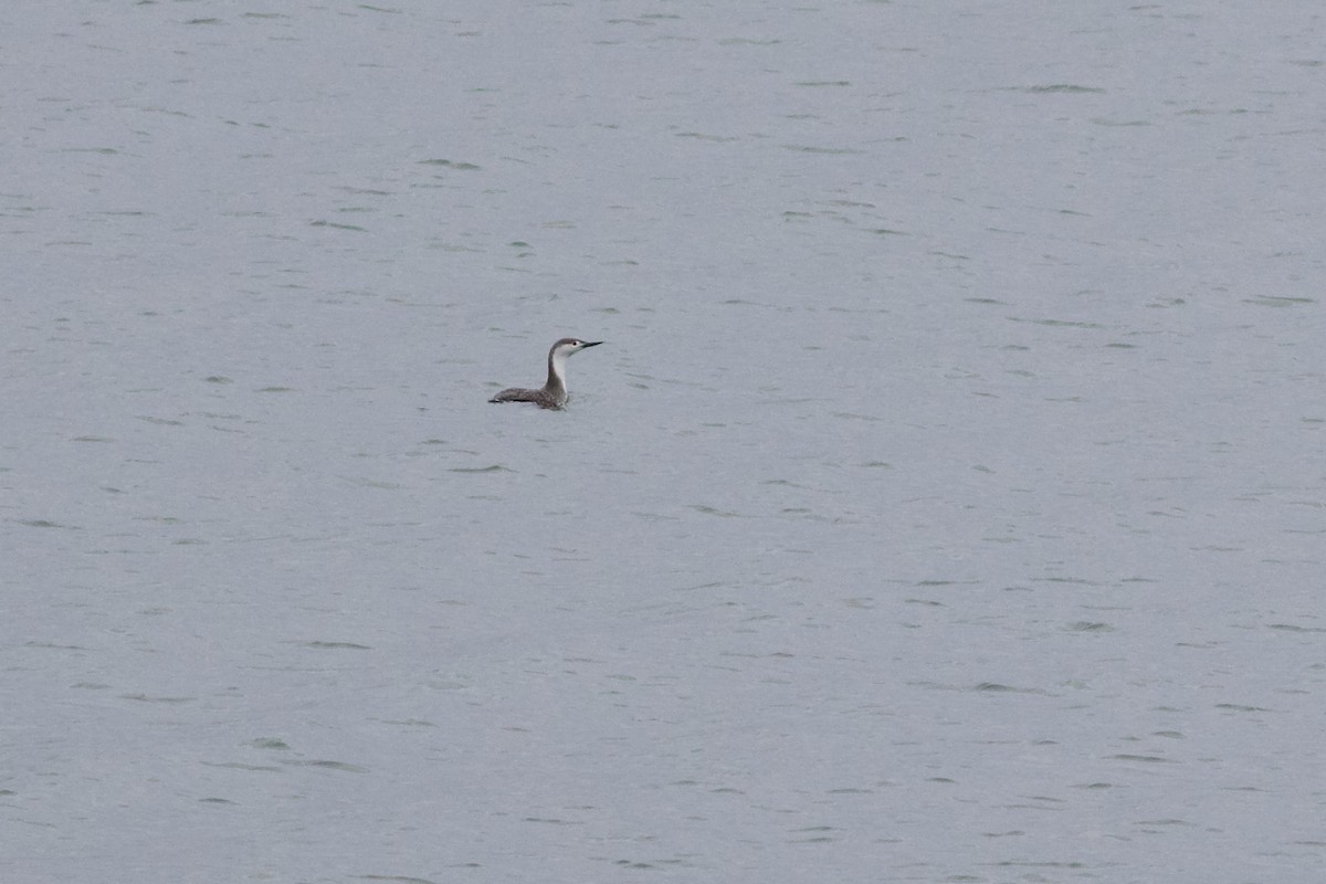Red-throated Loon - George Forsyth