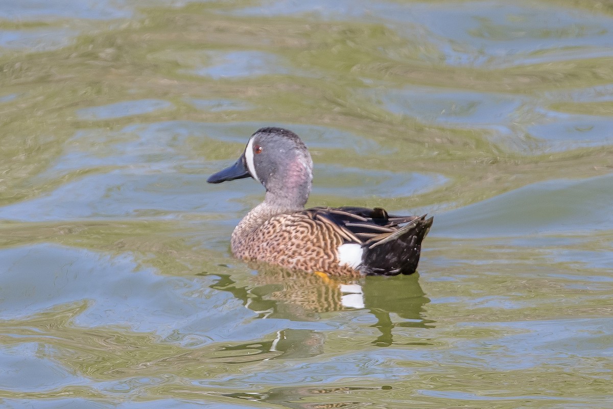Blue-winged Teal - ML617041459