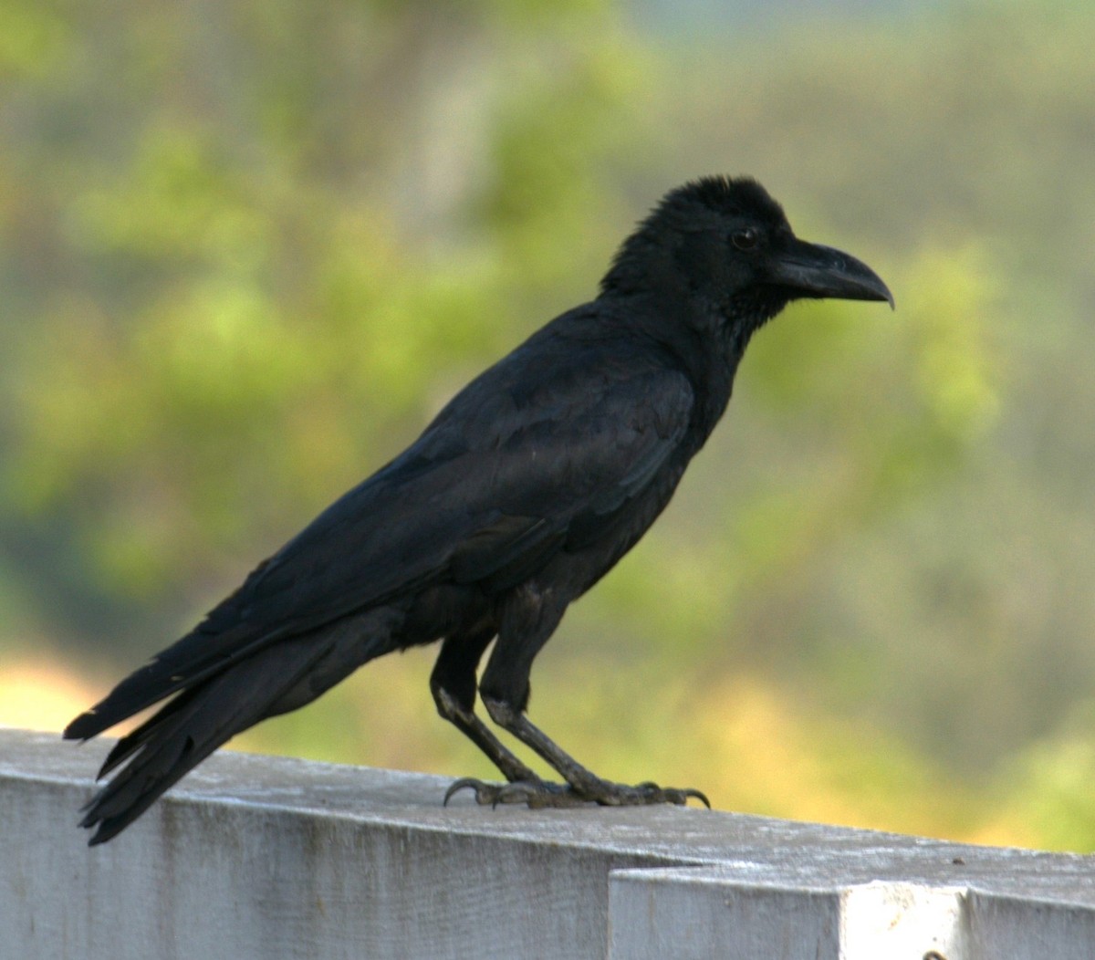 Large-billed Crow - Lathika Anoth