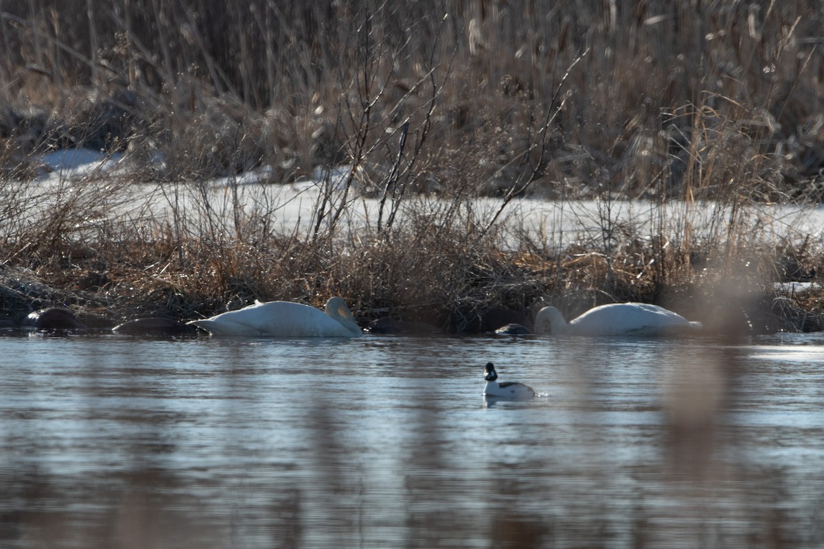 Cygne trompette - ML617041521