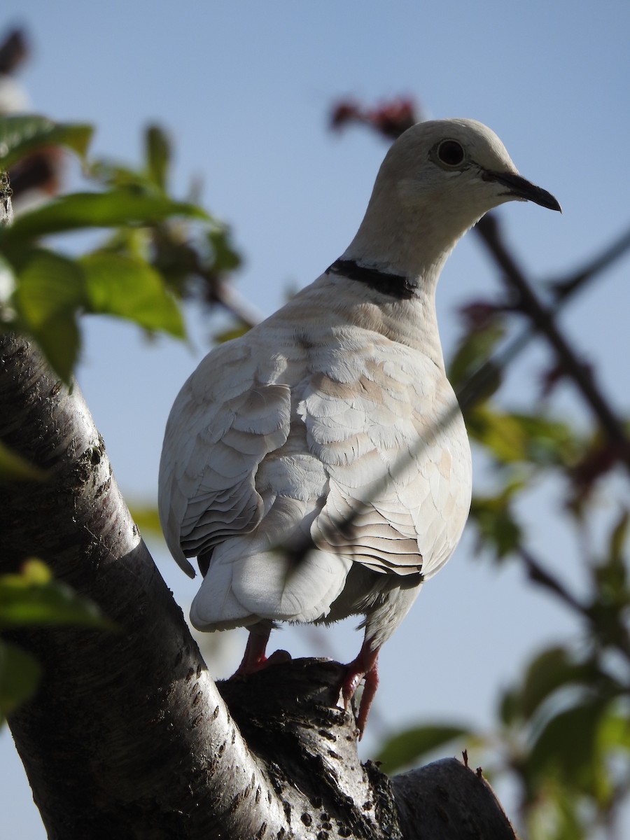 Eurasian Collared-Dove - ML617041549