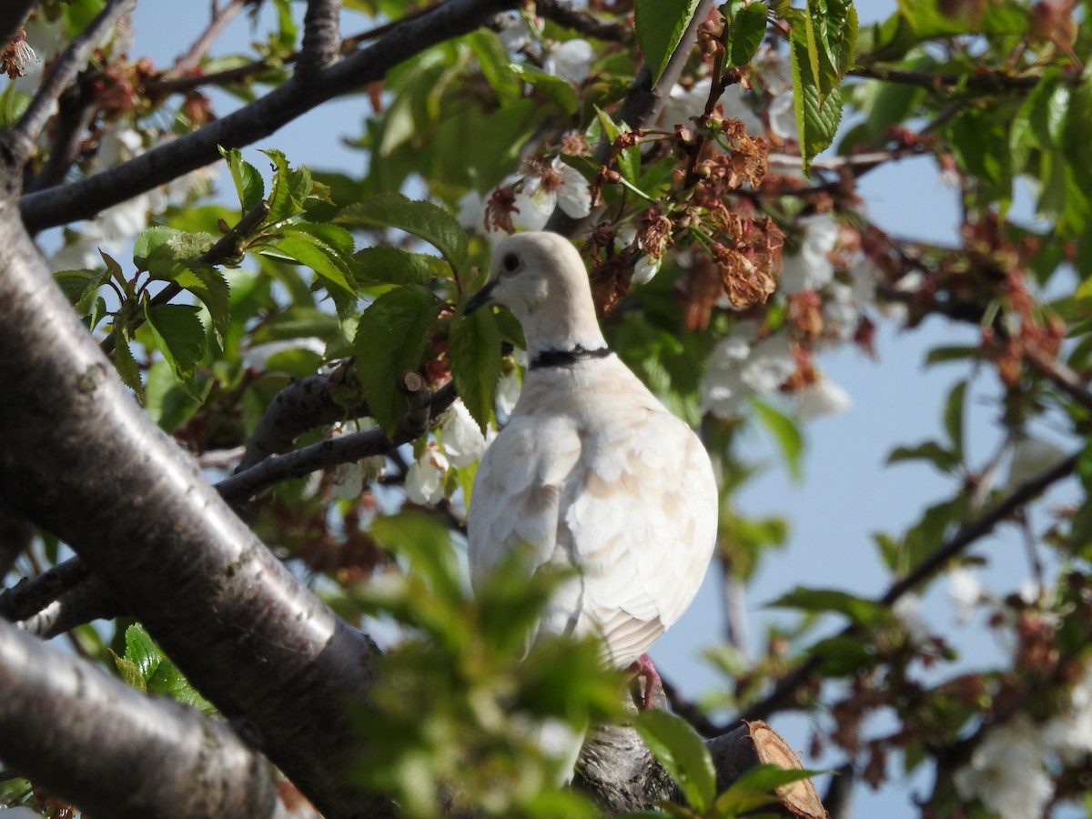 Eurasian Collared-Dove - ML617041550
