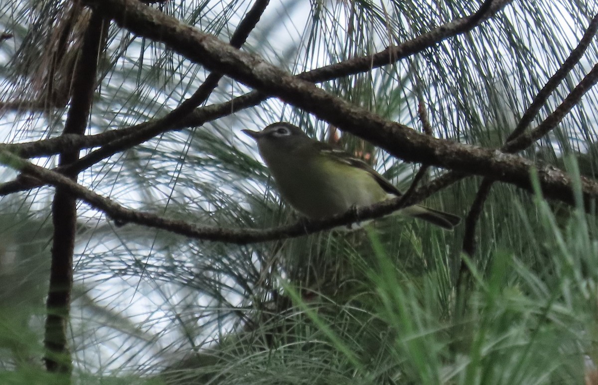 Blue-headed Vireo - Oliver  Komar