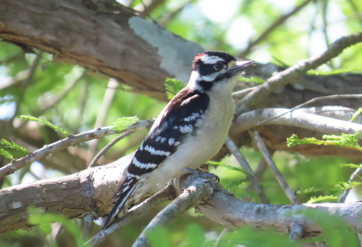 Downy Woodpecker - ML617041597