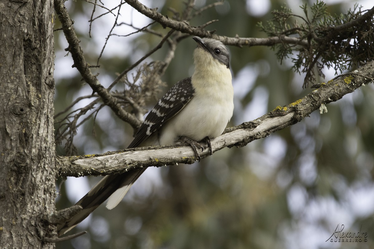Great Spotted Cuckoo - ML617041607