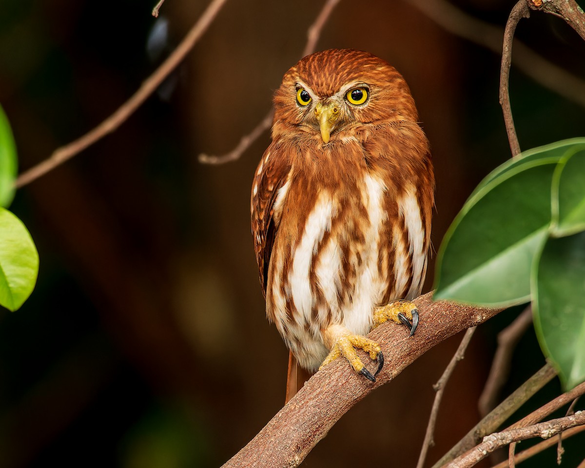 Ferruginous Pygmy-Owl - Ajay Rampersad