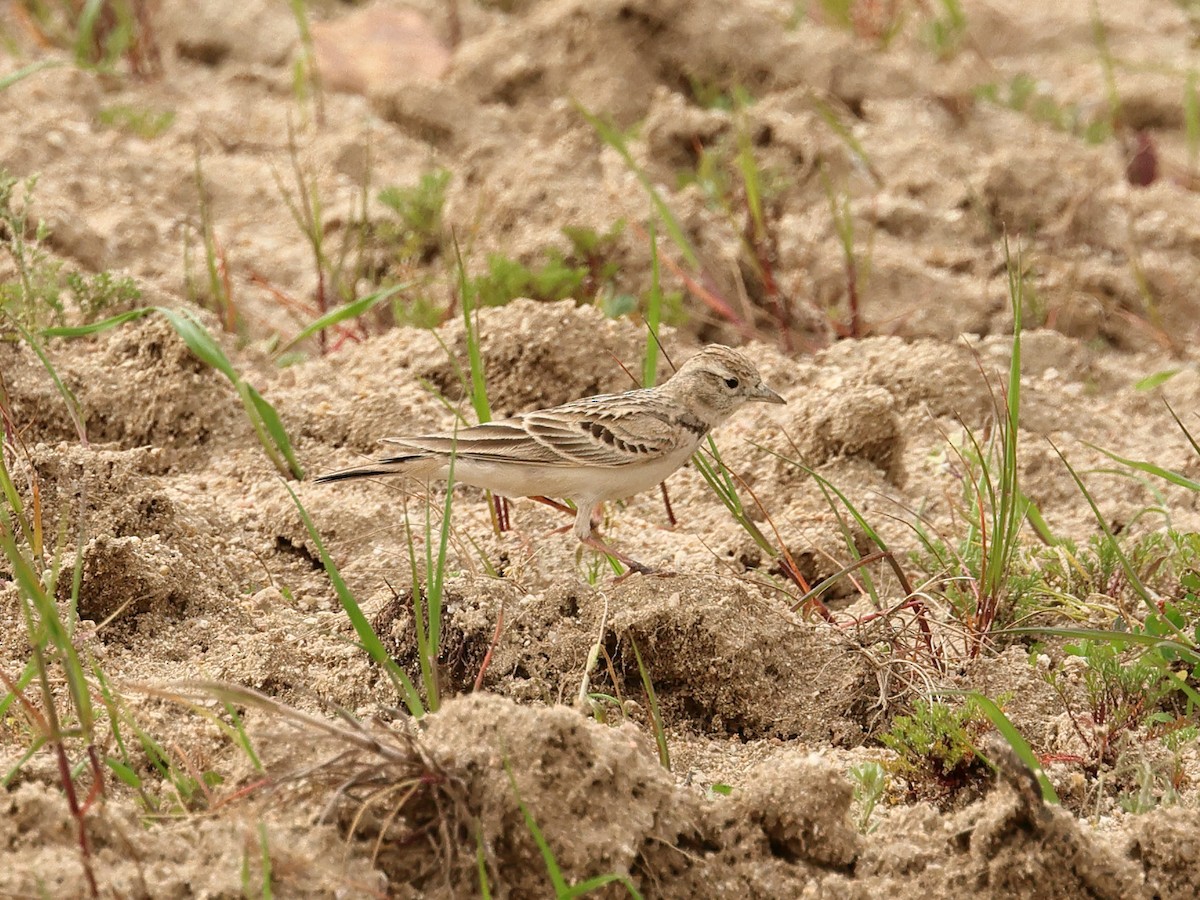 skřivánek krátkoprstý - ML617041672