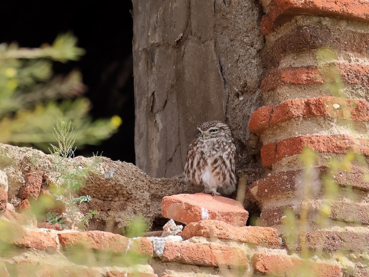 Little Owl - ML617041685