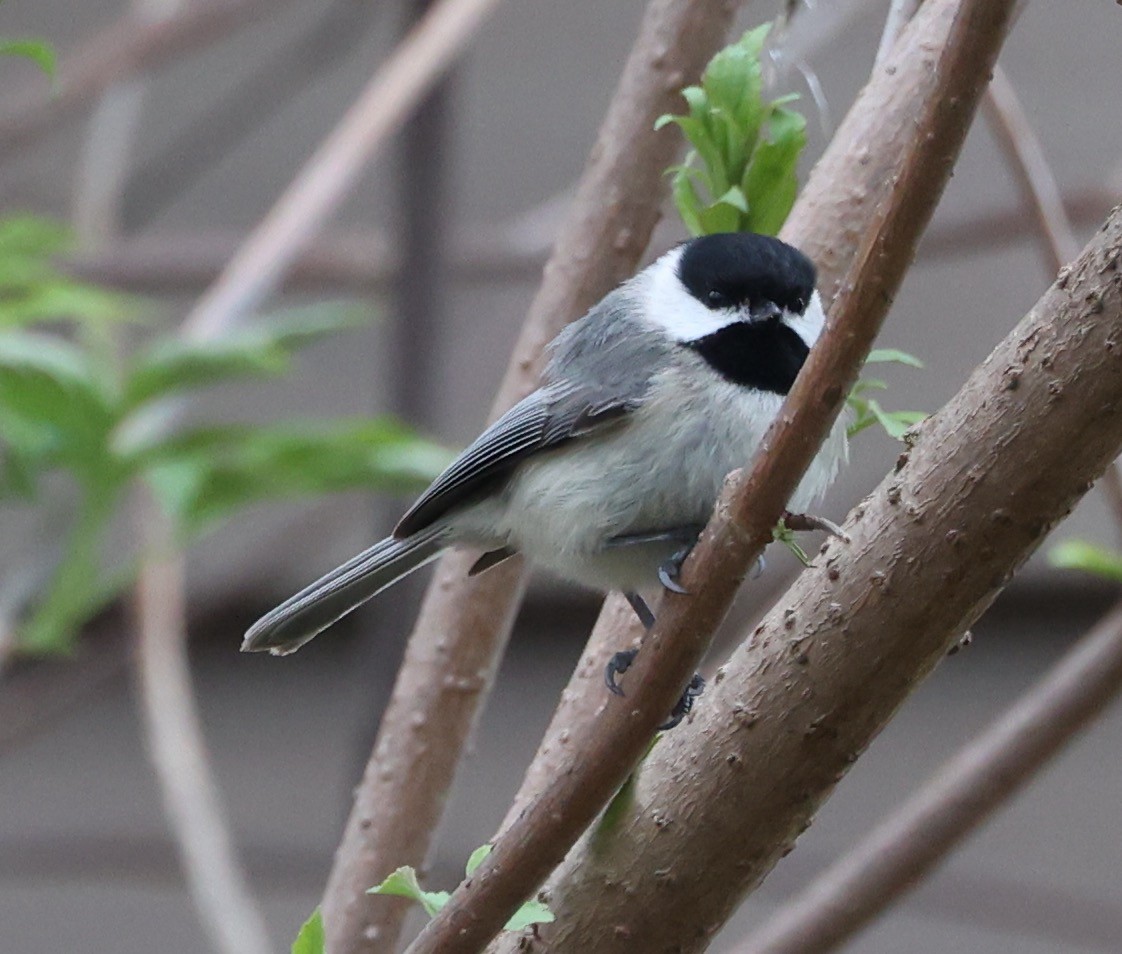 Mésange à tête noire - ML617041719