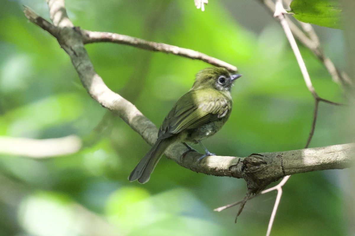 Eye-ringed Flatbill - ML617041722