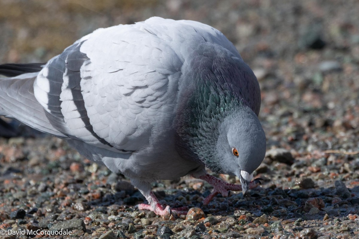 Rock Pigeon (Feral Pigeon) - ML617041728