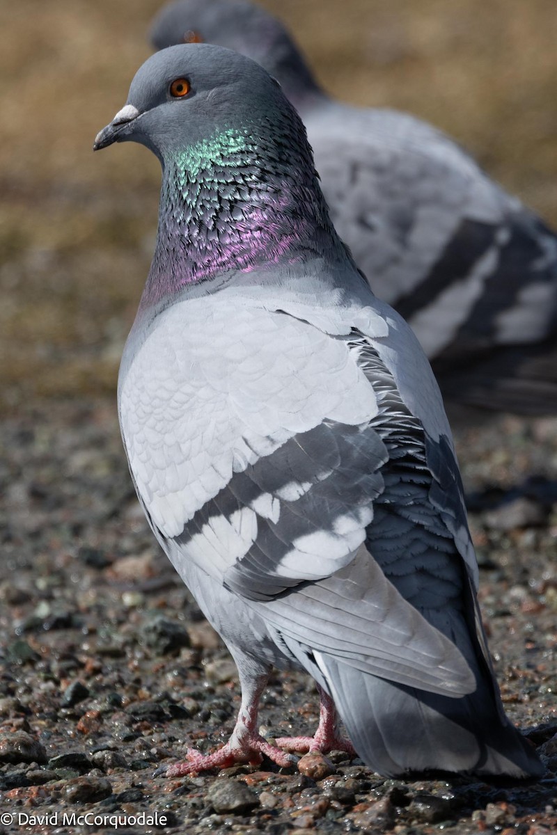 Pigeon biset (forme domestique) - ML617041729
