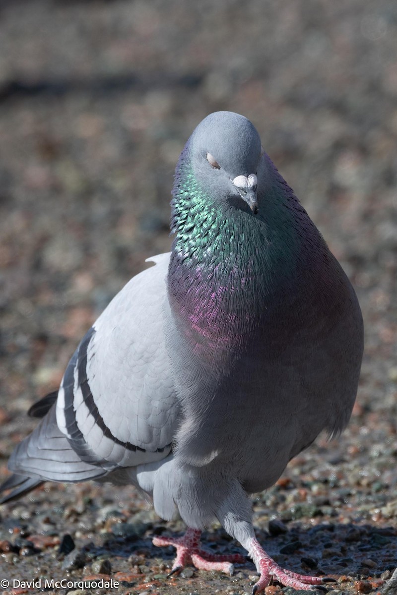 Pigeon biset (forme domestique) - ML617041730