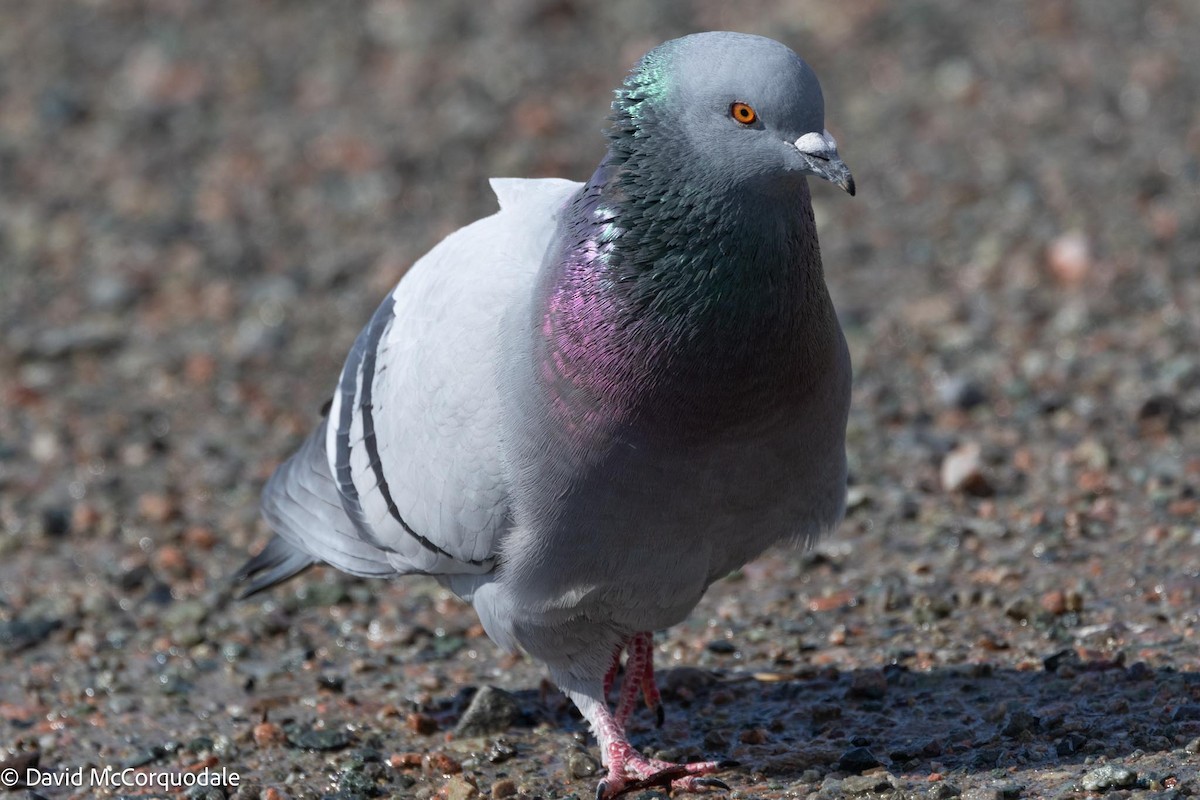 Rock Pigeon (Feral Pigeon) - ML617041731