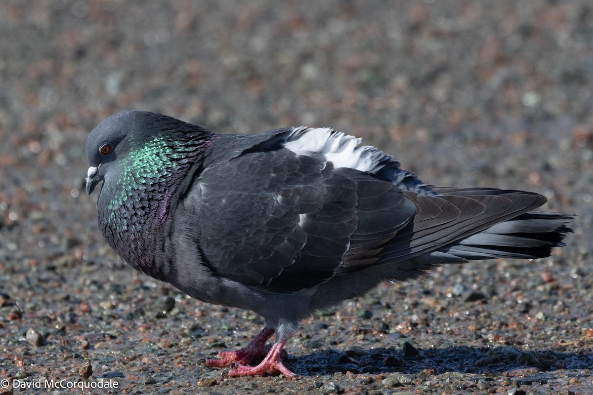 Pigeon biset (forme domestique) - ML617041732