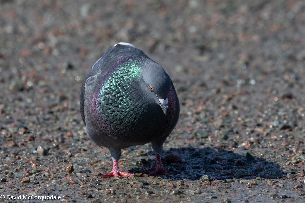 Rock Pigeon (Feral Pigeon) - ML617041733