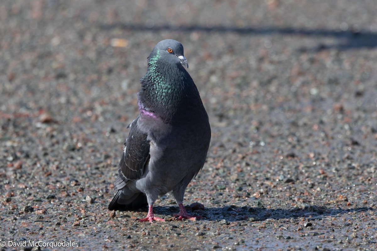 Pigeon biset (forme domestique) - ML617041734