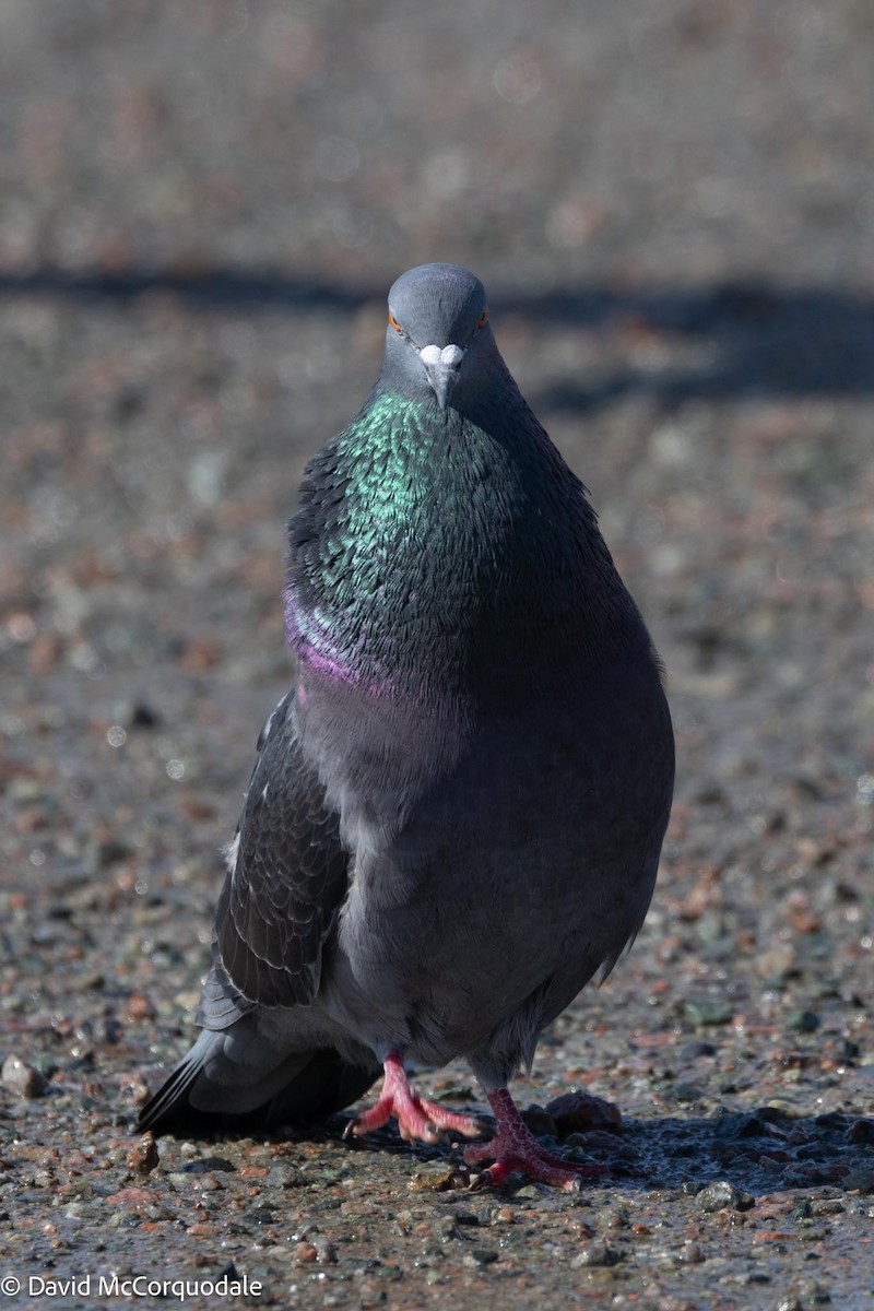 Rock Pigeon (Feral Pigeon) - ML617041736