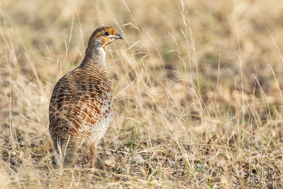 Gray Francolin - ML617041737