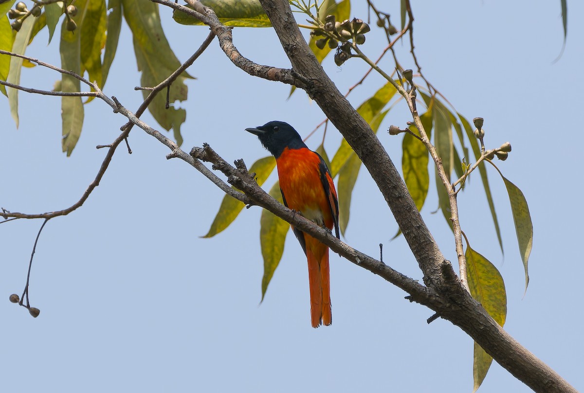 Scarlet Minivet - ML617041748