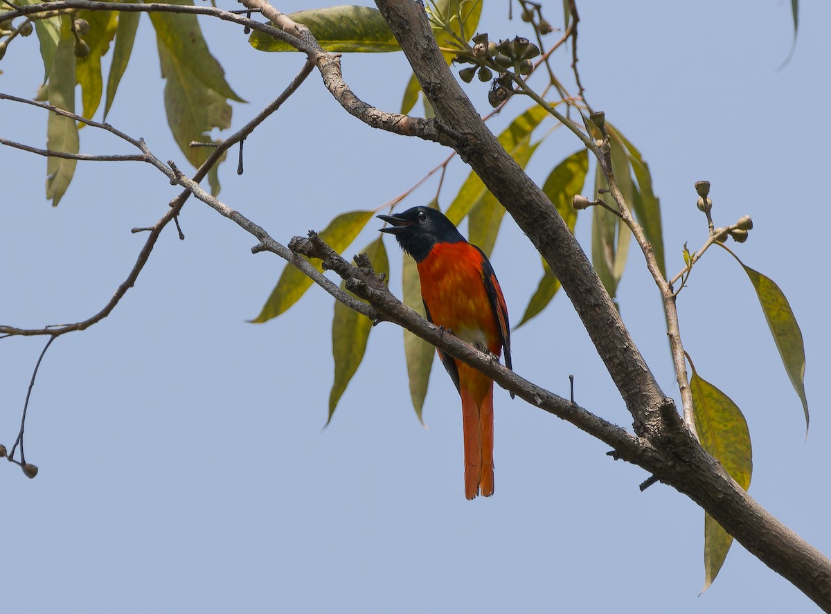 Scarlet Minivet - ML617041751