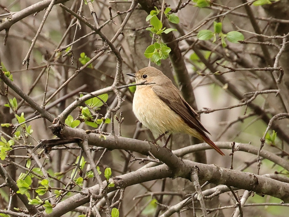 Common Redstart - ML617041759