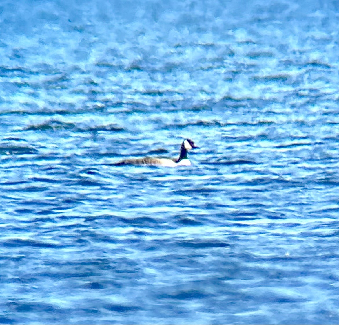Branta kanadar txikia/handia - ML617041822