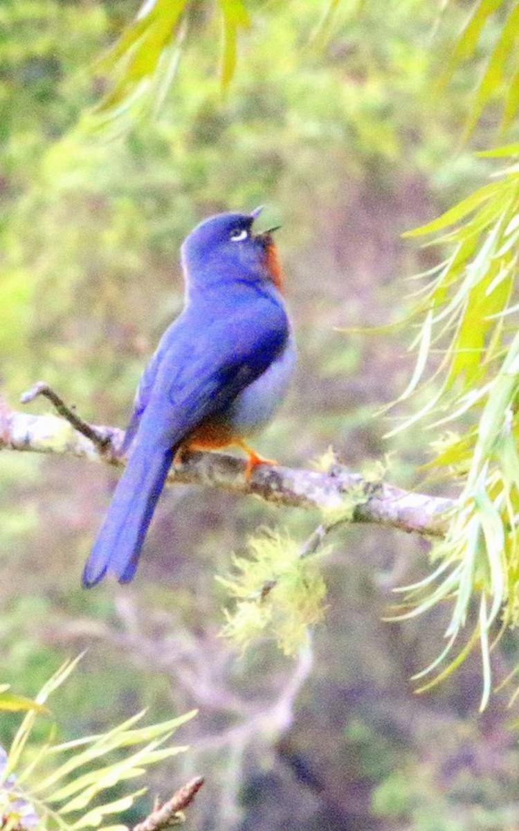 Rufous-throated Solitaire - ML617041825