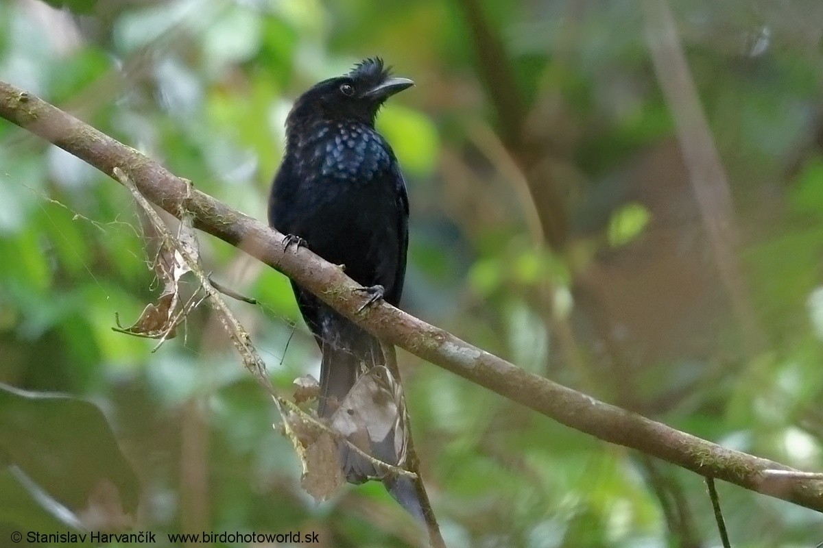 Sri Lanka Drongo - ML617041829