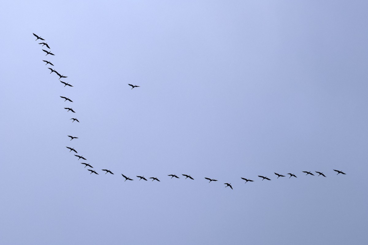 Common Crane - ML617041861