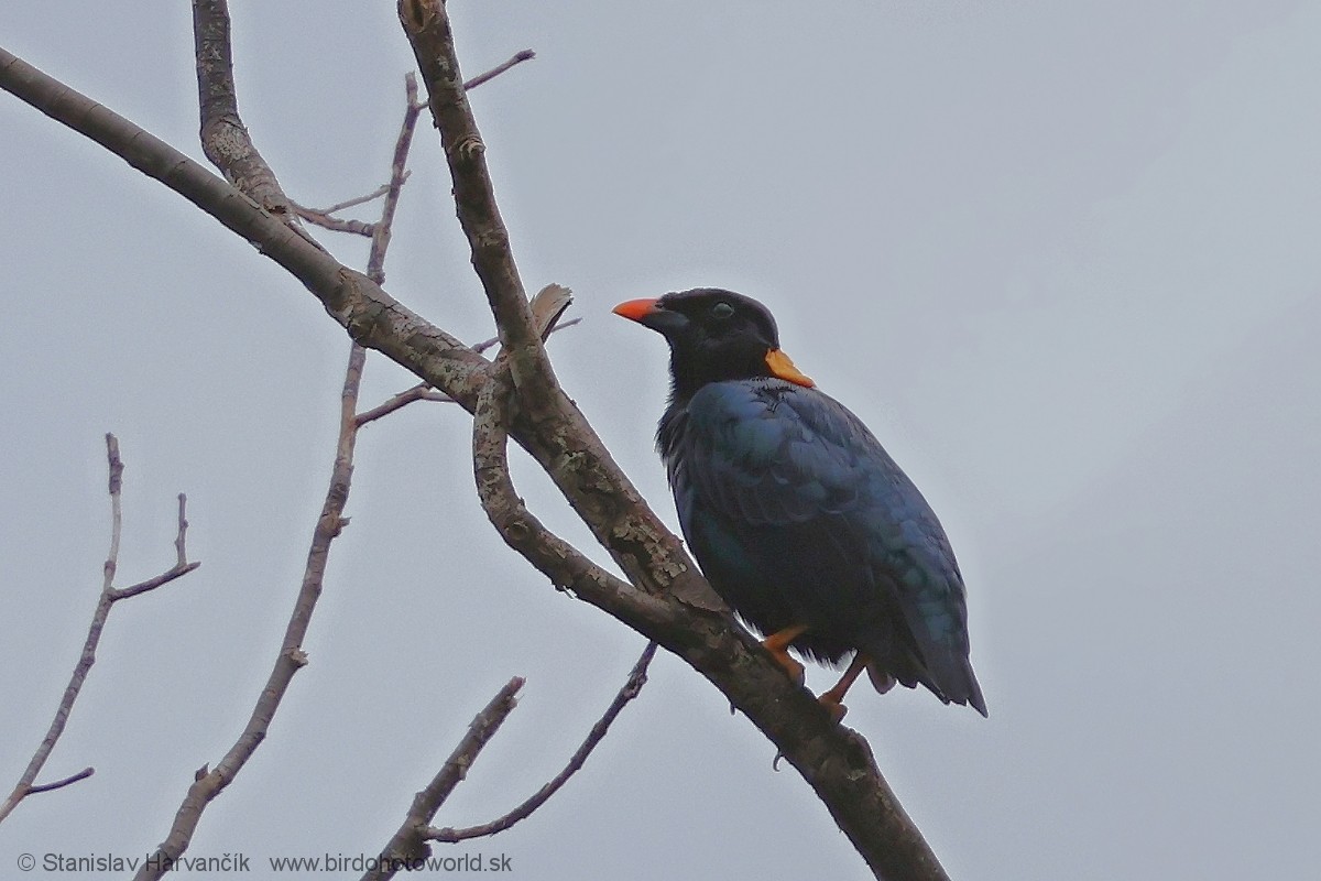 Sri Lanka Myna - Stanislav Harvančík