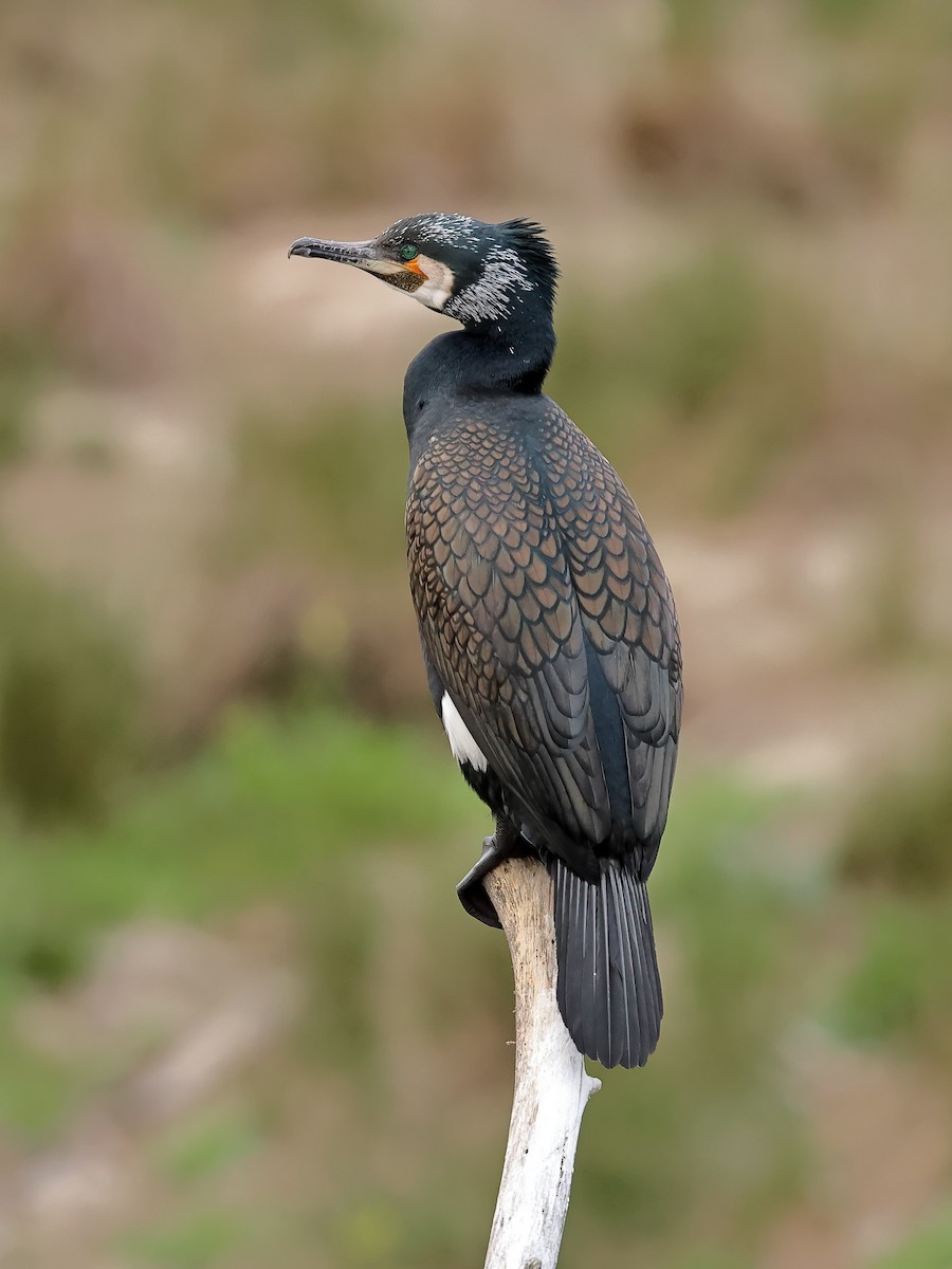 Great Cormorant - ML617041871