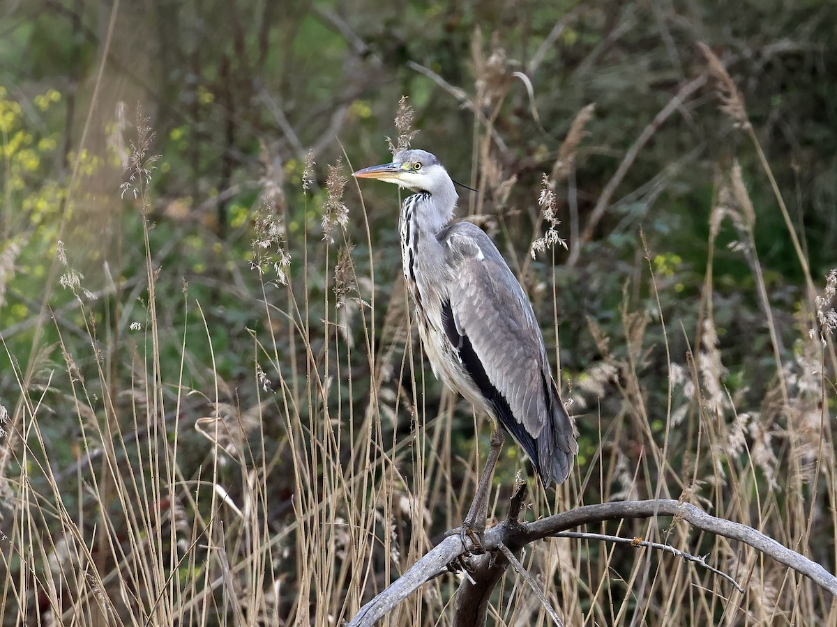 Gray Heron - ML617041875