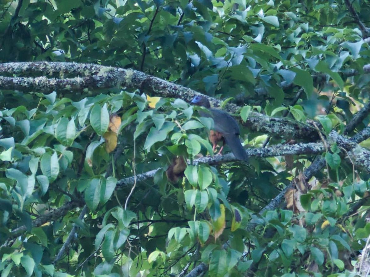 Sickle-winged Guan - Eric Carpenter