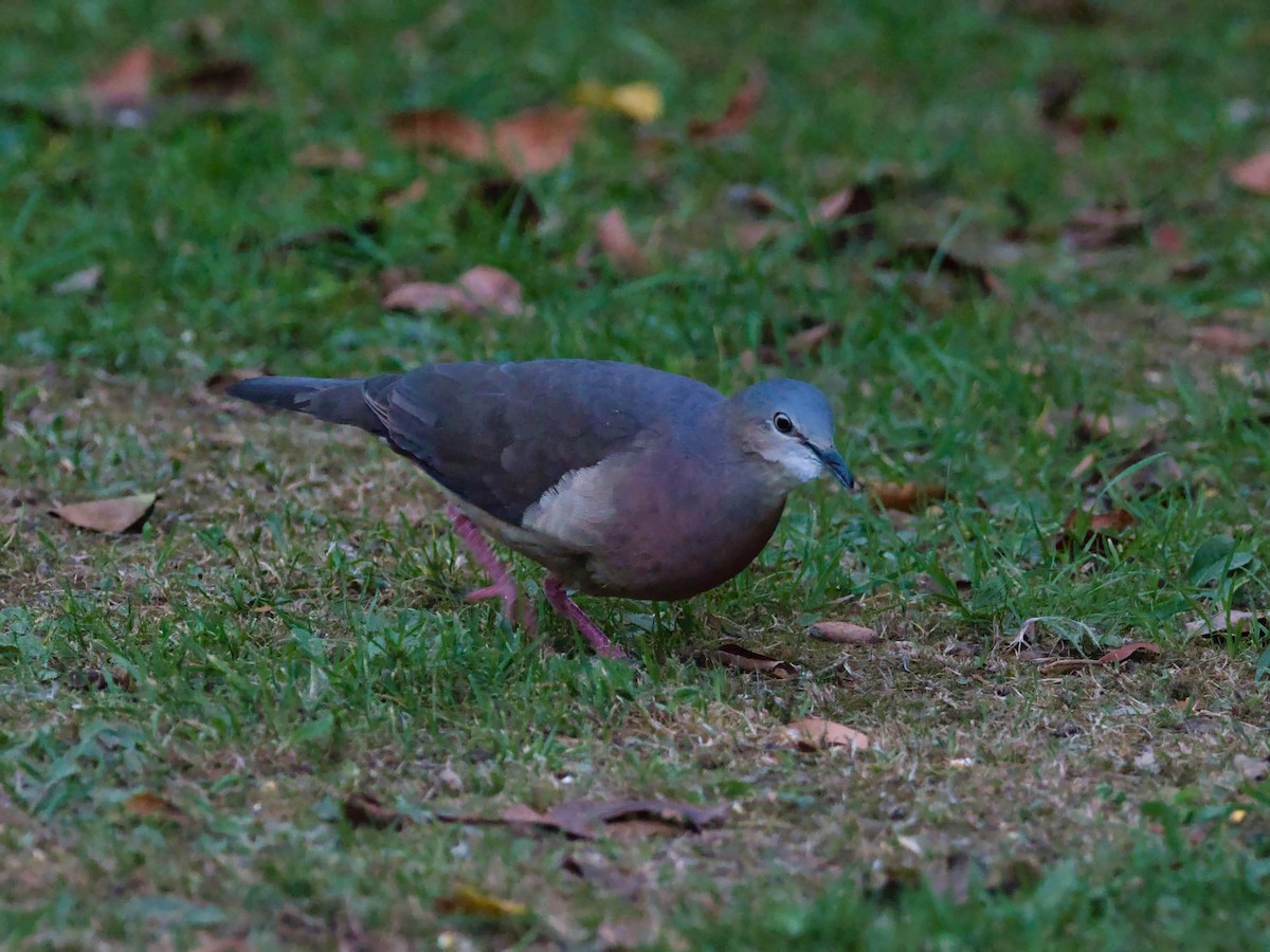 Tolima Dove - ML617041881