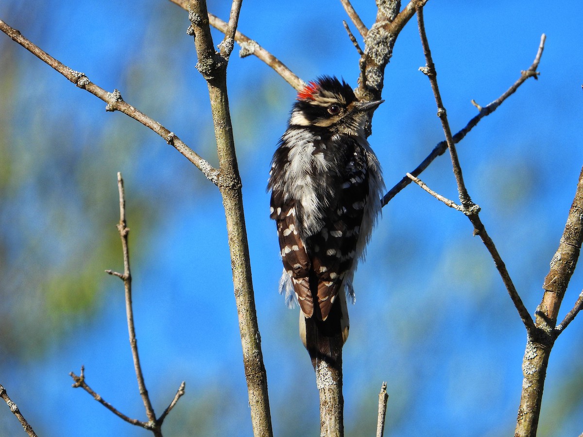 Downy Woodpecker - ML617041899