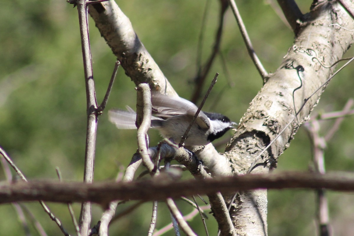 Carolina Chickadee - ML617041920