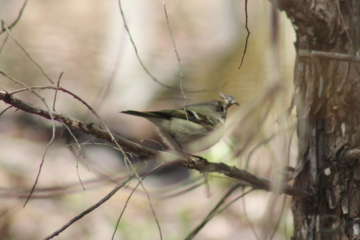 Ruby-crowned Kinglet - ML617041949