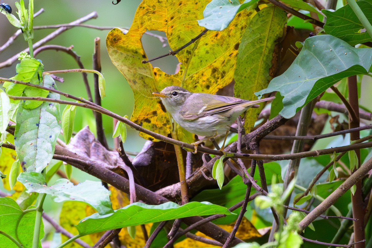 Mosquitero Patigrís - ML617041966