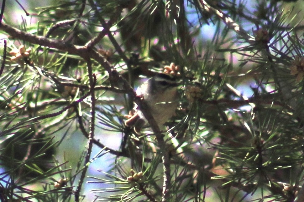 Golden-crowned Kinglet - ML617041967